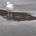 Gull-ible by davemockford