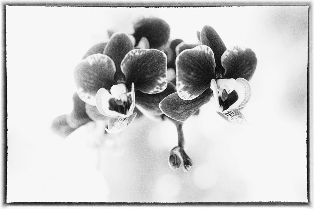 Orchids in Snow by joysabin