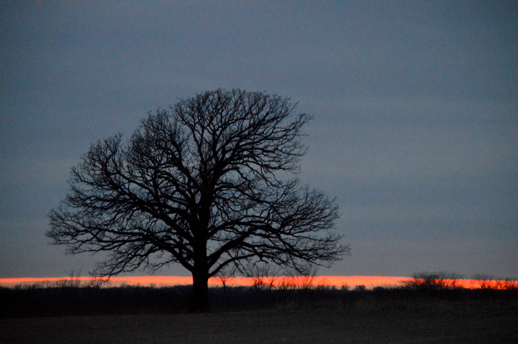 Tree at Kansas Dusk by kareenking