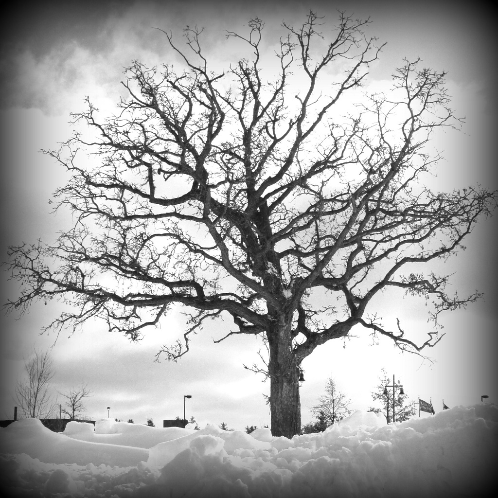 Lone Tree by dakotakid35