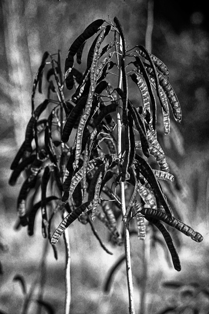 Black Seed Pods on a Stick by milaniet