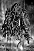 5th Feb 2017 - Black Seed Pods on a Stick