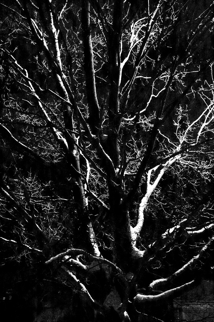Night Tree by houser934