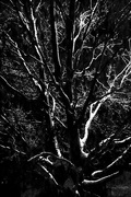 5th Feb 2017 - Night Tree