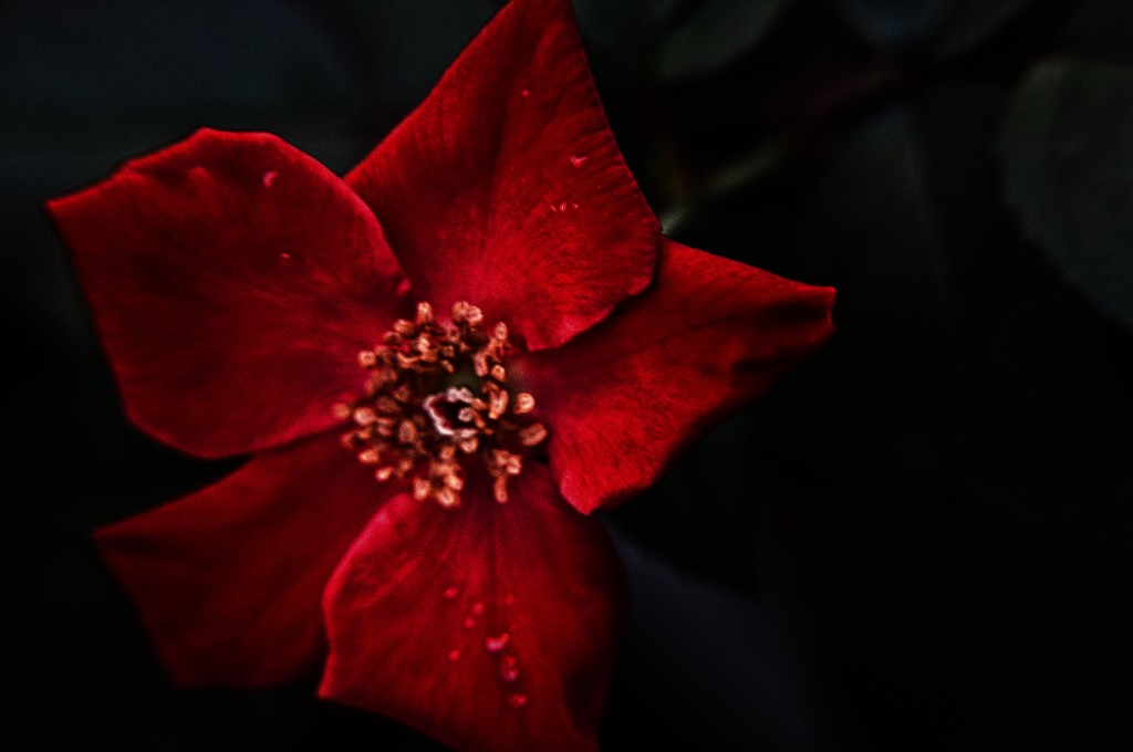 My Garden - single-petal rose by annied