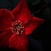 My Garden - single-petal rose by annied
