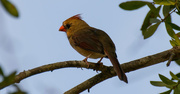 5th Feb 2017 - Lady Cardinal Keeping an Eye on Me!