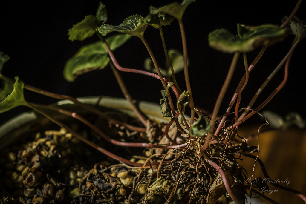 Day 36 Stems and Roots by kipper1951