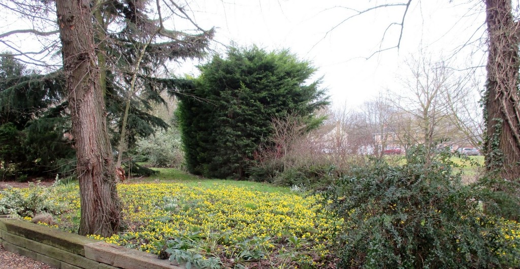 Carpet of Aconites by foxes37
