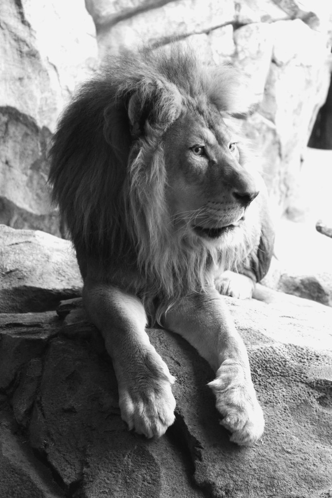 Lion  by randy23