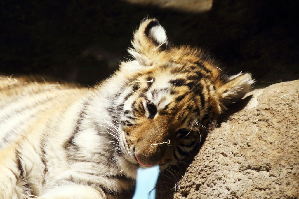 Tiger Cub Falling Asleep by randy23
