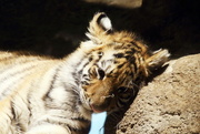 6th Feb 2017 - Tiger Cub Falling Asleep