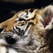 Tired Tiger Cub by randy23