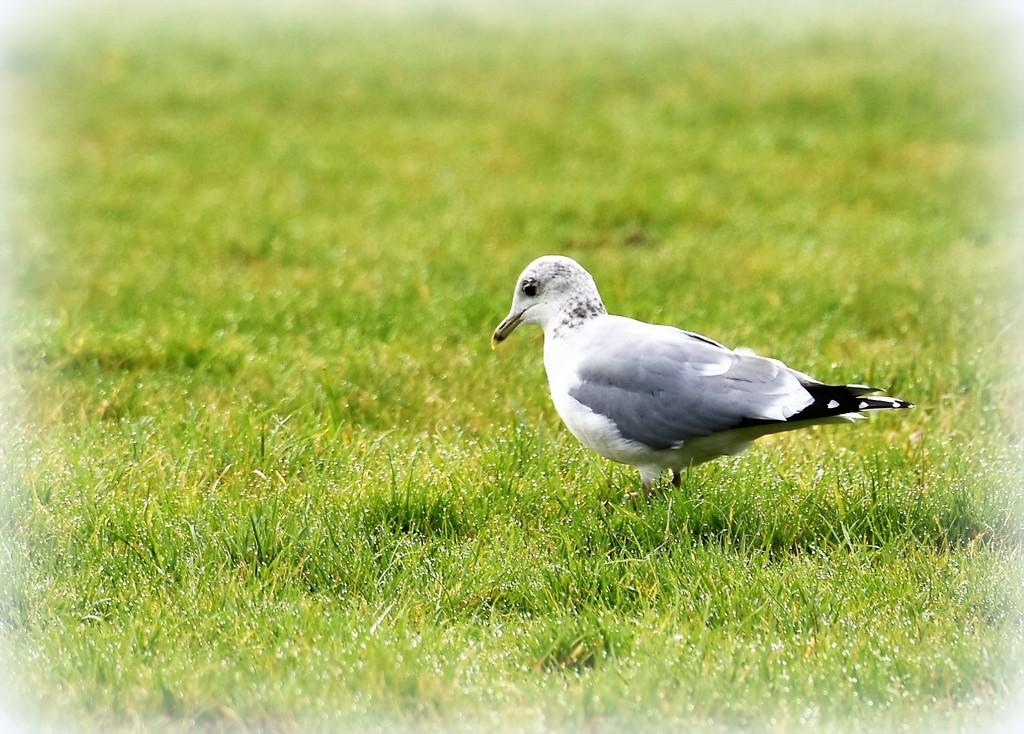 Lone Gull by rosiekind