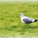 Lone Gull by rosiekind