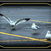 Parking Lot Gulls by vernabeth