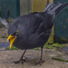 Billy The BlackBird by tonygig