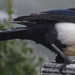 Maggie The Magpie by tonygig
