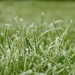 Diamond tipped grass by roachling