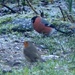  Robin and Bullfinch  by susiemc