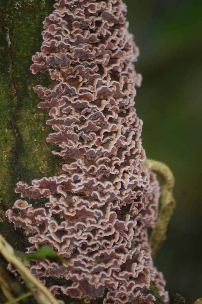 Fungus frills  by fbailey