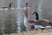 6th Feb 2017 - Greylag Goose and Canada Goose