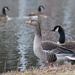 Greylag Goose and Canada Goose by leonbuys83