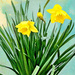  Daffodils  by joysfocus