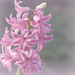 Hyacinth. by wendyfrost