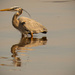 Great Blue Heron in the River! by rickster549