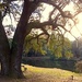 a place for rest and contemplation at the state park, Charleston, SC by congaree
