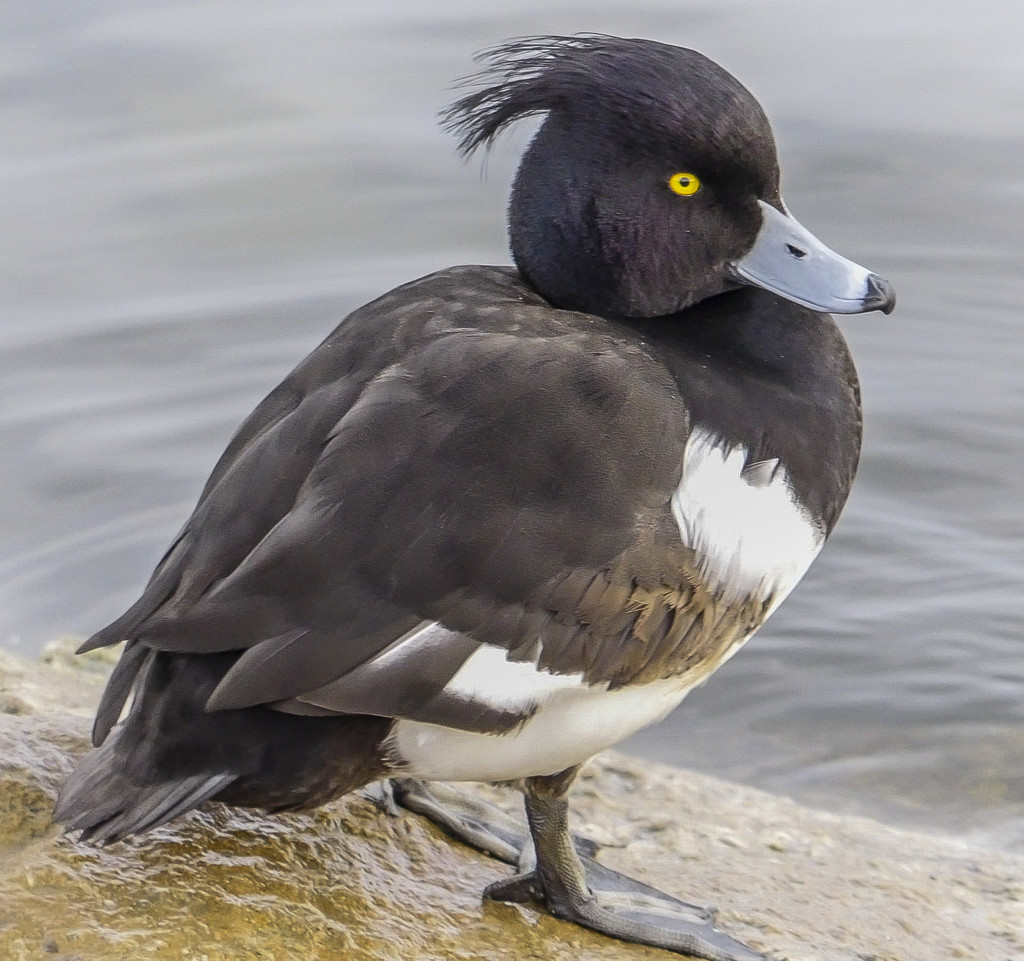 Tufted Duck  by tonygig