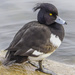 Tufted Duck  by tonygig