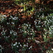 Snowdrops at Walsingham Abbey by jeff