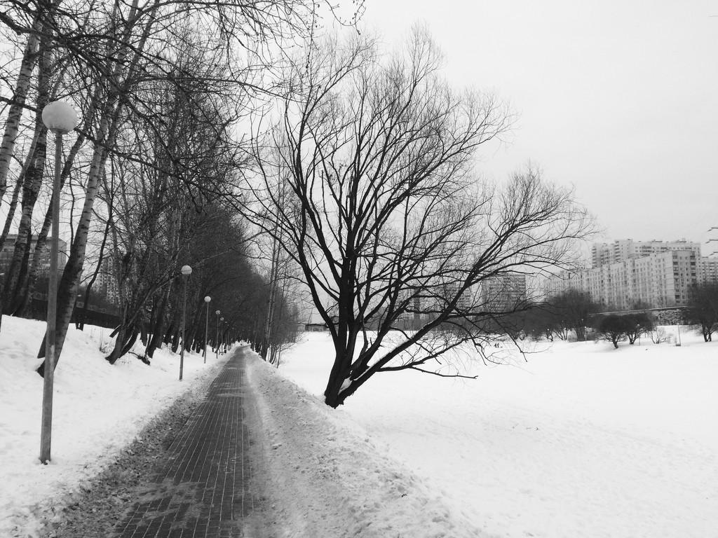 Saturday Winter Strolls by sarahabrahamse