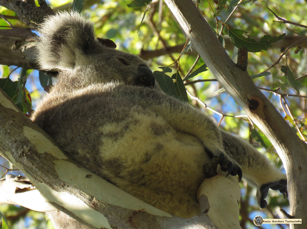 livin the life by koalagardens