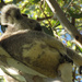 livin the life by koalagardens