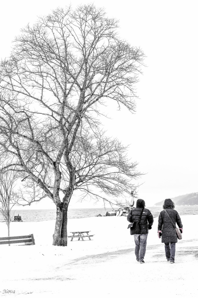 A cold walk in the park by novab