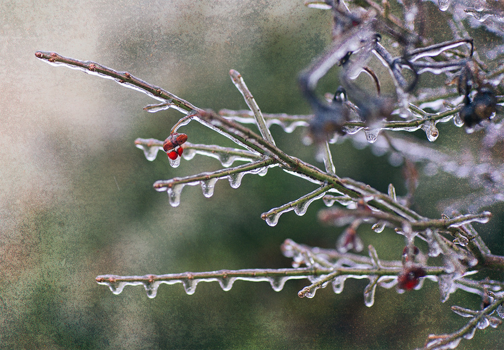 Freezing Rain Day by gardencat