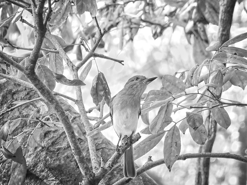 Little bird up in the tree... by gardencat