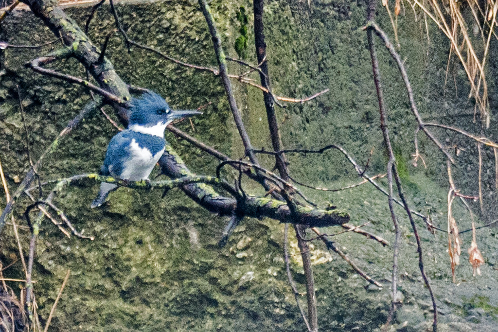 Belted Kingfisher  by rminer