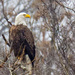 Bald Eagle by rminer