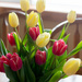 Tulips it is! by tracymeurs