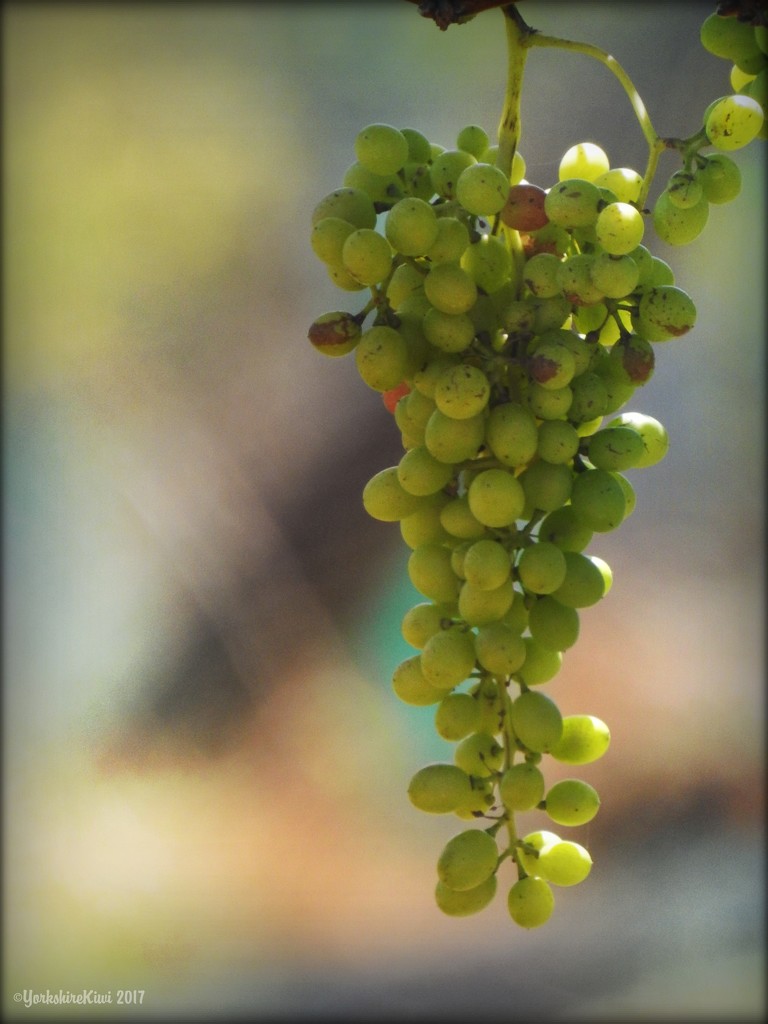 The grapes are ripening by yorkshirekiwi