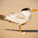 The Royal Tern, Didn't Turn! by rickster549