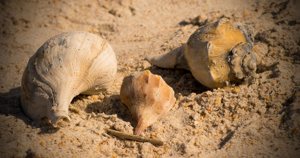 Seashells by the Seashore! by rickster549