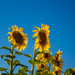 Sunflowers by gosia