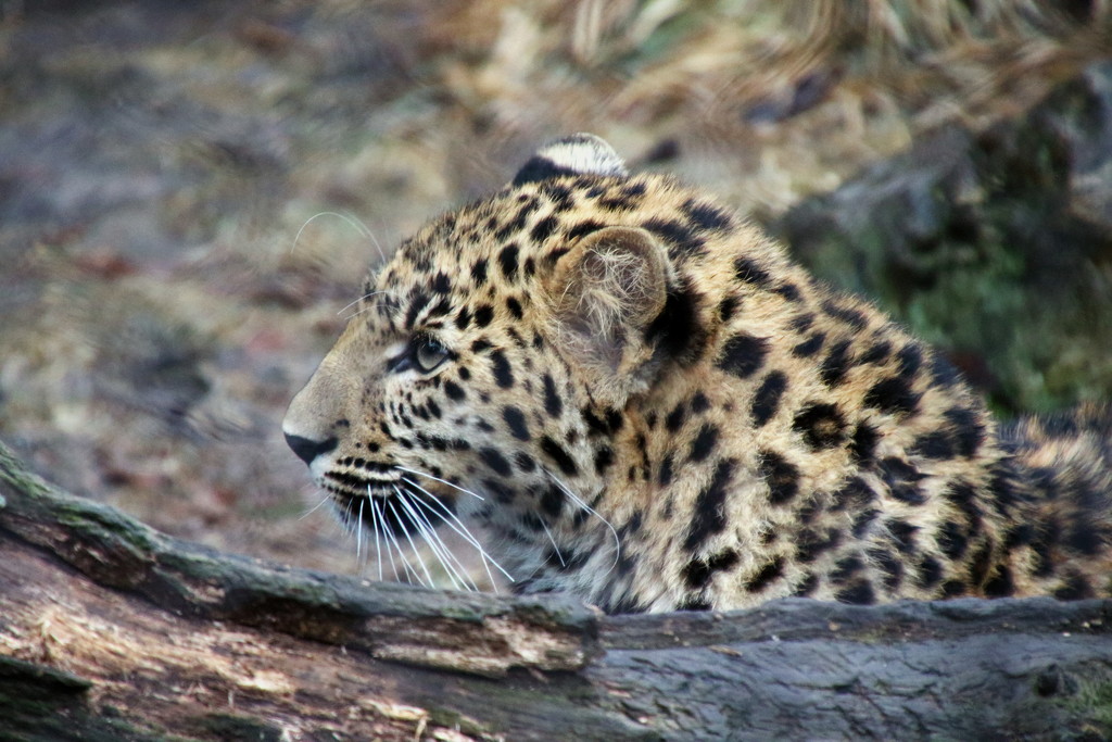 Amur Leopard Cub by randy23