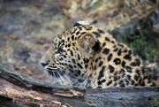 4th Feb 2017 - Amur Leopard Cub