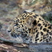Amur Leopard Cub by randy23